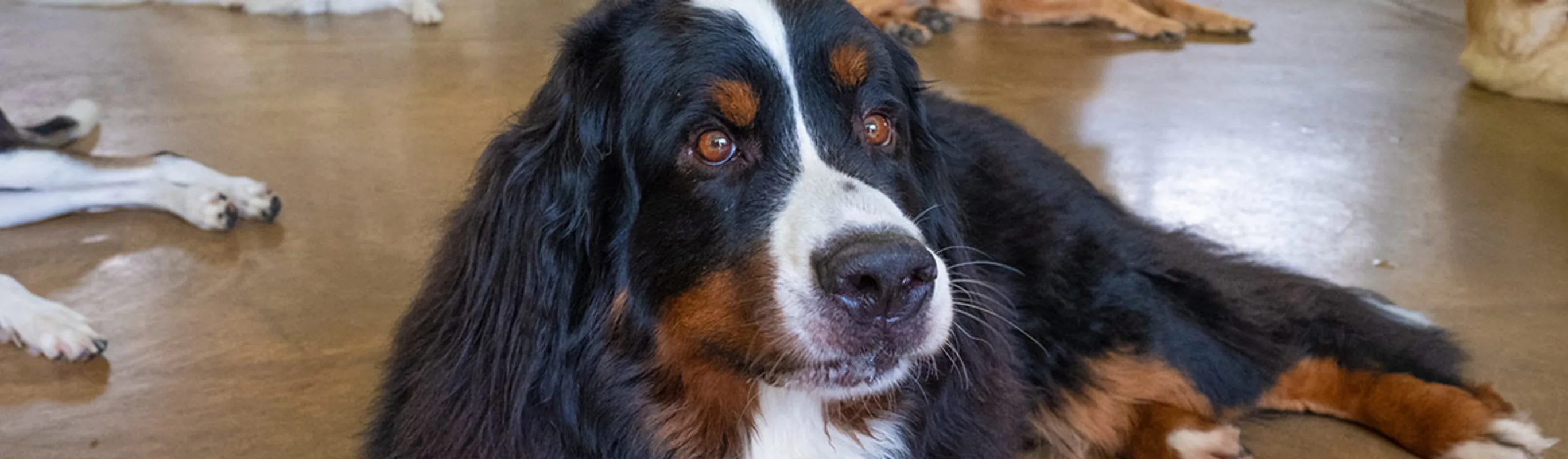 Dogs in dog daycare indoor play area at Bowhaus Colorado.